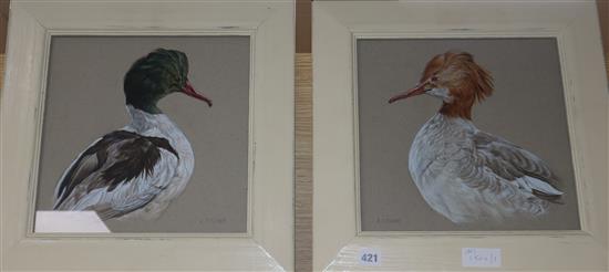 Andrew Fitchett, pair of watercolours, Studies of water birds, signed, 29 x 29cm